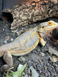 Bearded Dragon in enclosure