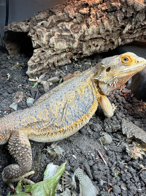 Bearded Dragon in enclosure