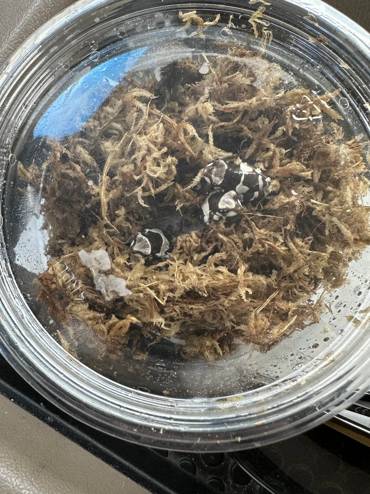 Amazon milk froglets in enclosure
