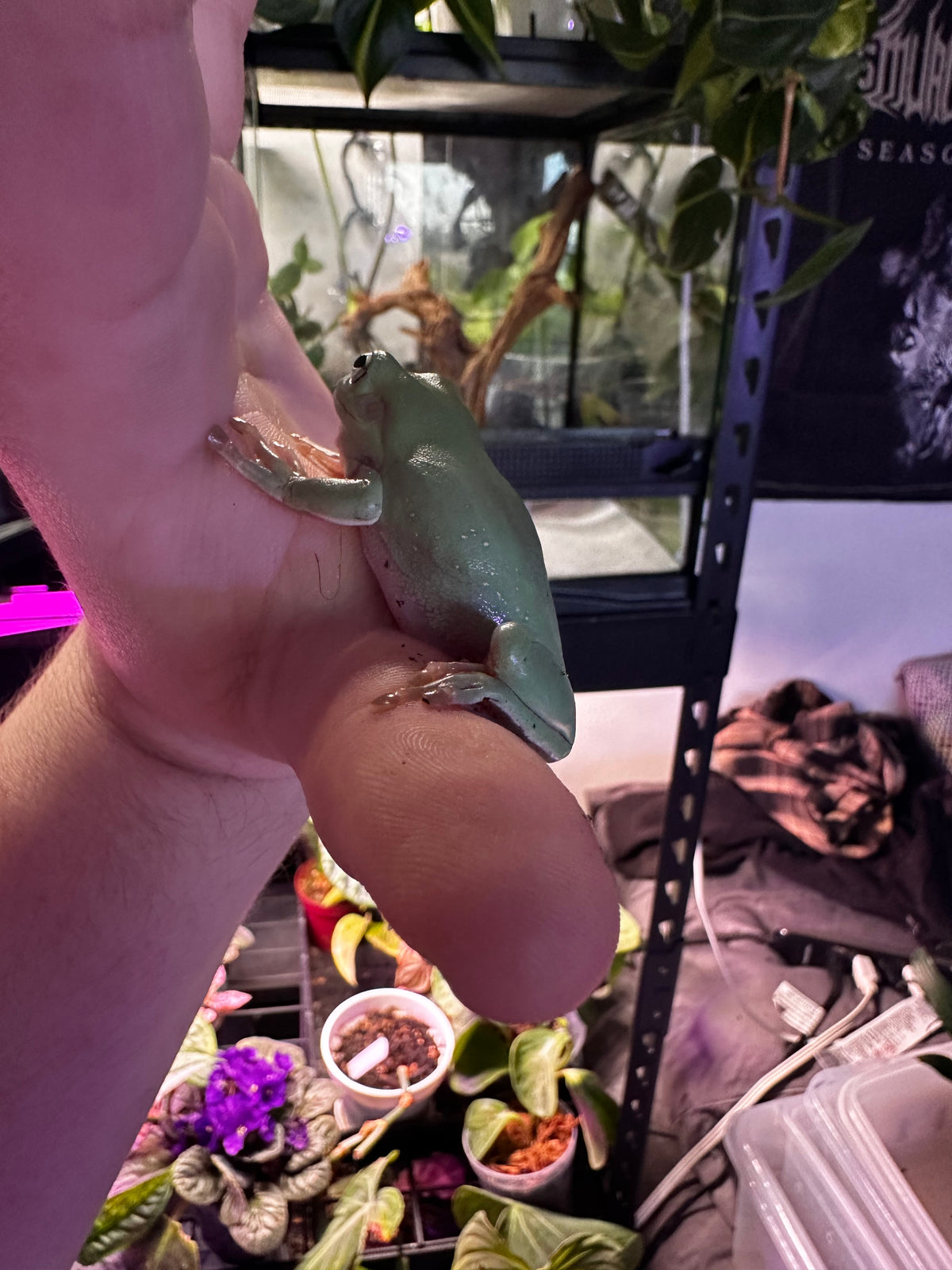 White's Tree Frog (Pelodryas caerulea)