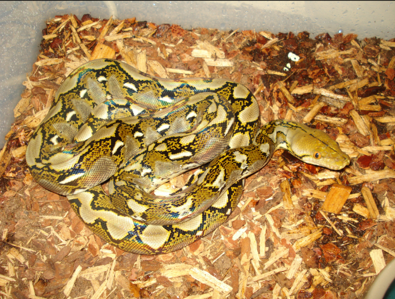 Reticulated Python (Malayopython reticulatus)