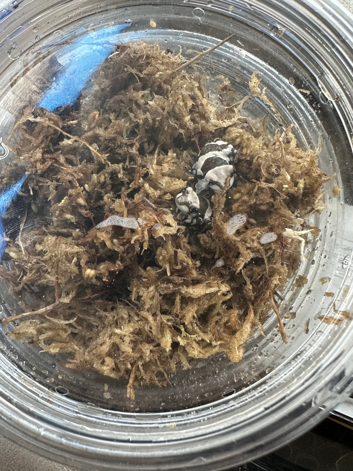 Amazon milk froglets in enclosure
