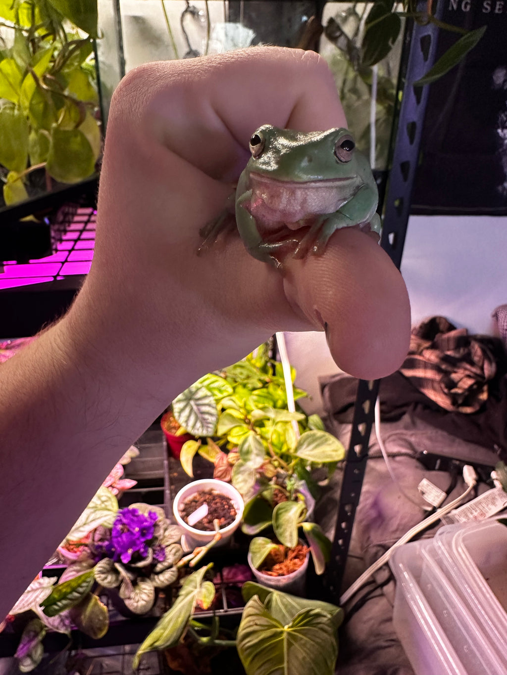 White's Tree Frog (Pelodryas caerulea)