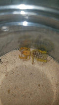 Paragaleodes sp. Egypt solifugid