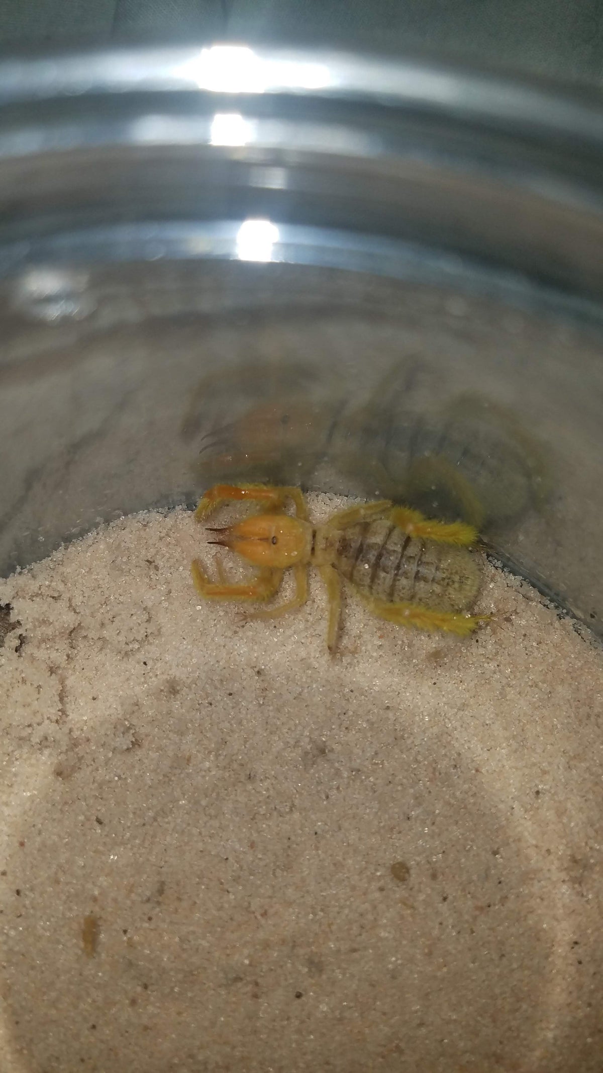 Paragaleodes sp. Egypt solifugid