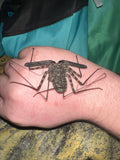 Damon diadema Giant Whip Spider on hand