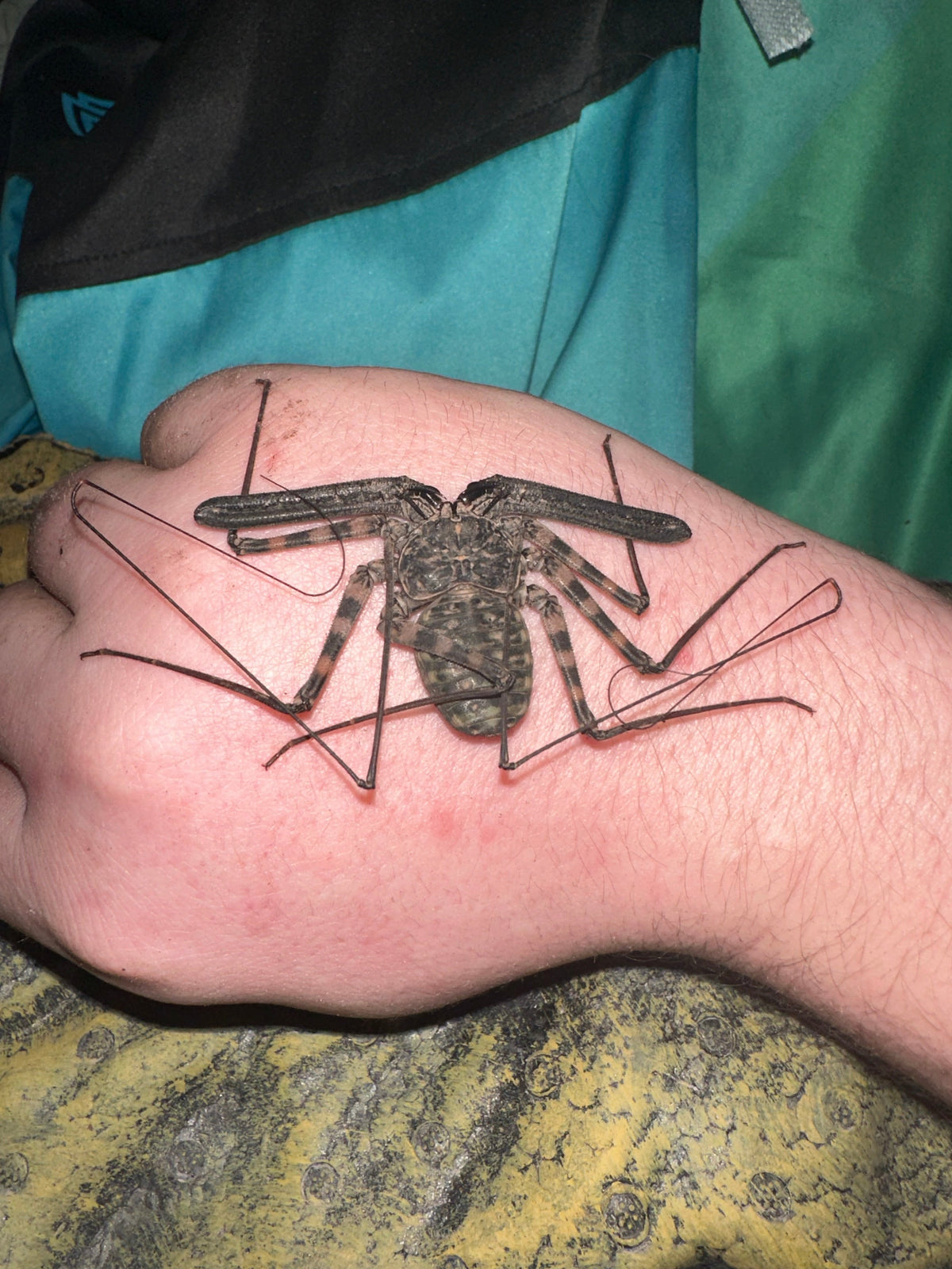 Damon diadema Giant Whip Spider on hand